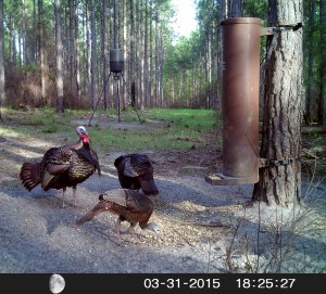 Turkey Feeders