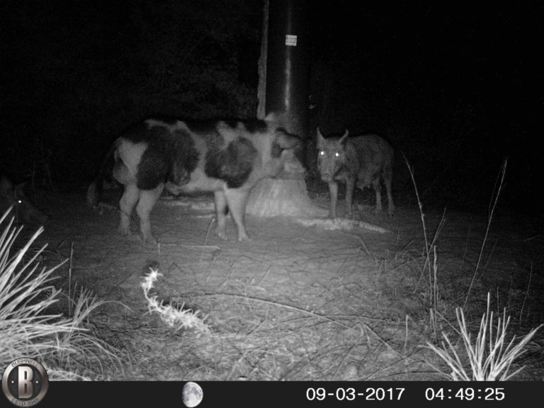 Gravity Deer Feeders LOU GRAVITY FEEDERS